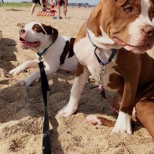 Meet your Posher, Sidney